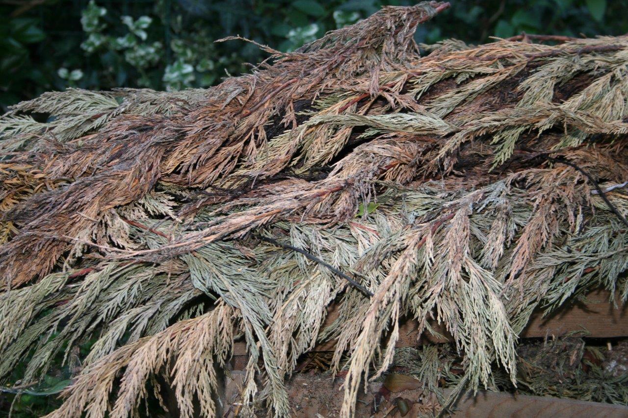 Lebensbaum
