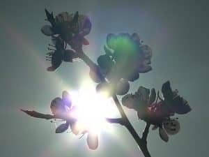 Schamanische Reise Wien