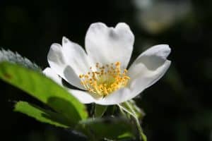 naturspiritualit&auml;t wien shamanic clinic europe