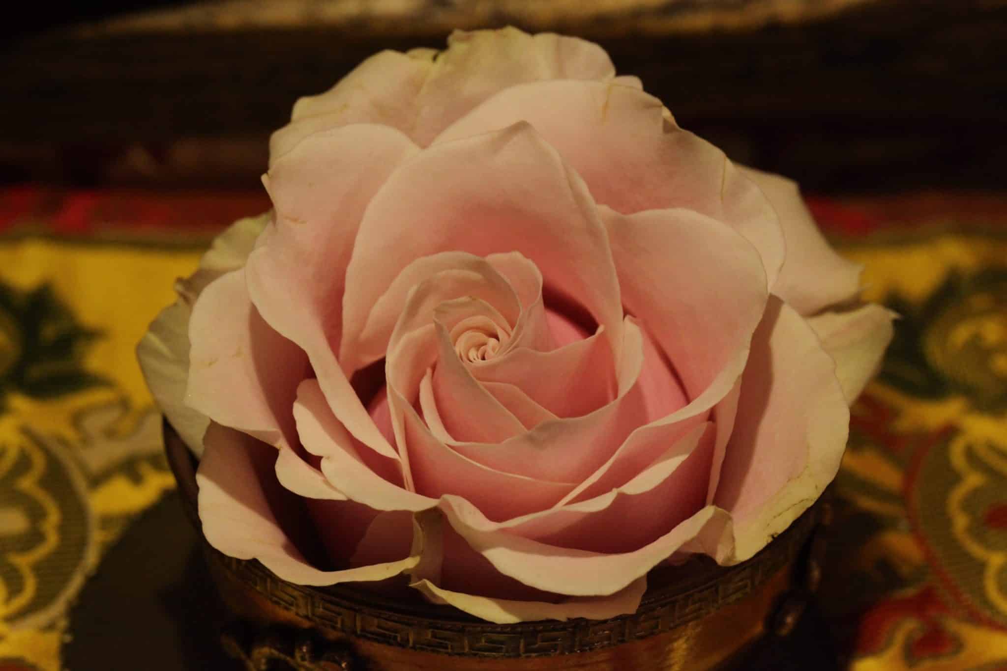 schamanische ausbildung &ouml;sterreich