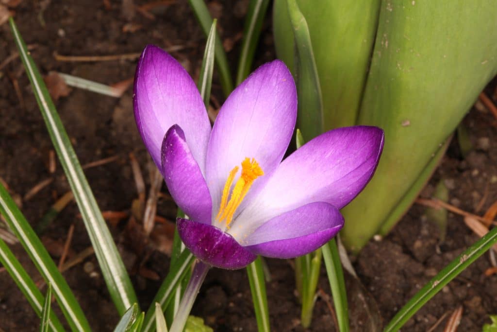 Heilgarten im Schamanenzentrum europa