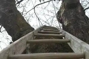 b&auml;ume_schamanenzentrumWien