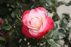 heilgarten shamanic clinic Wien