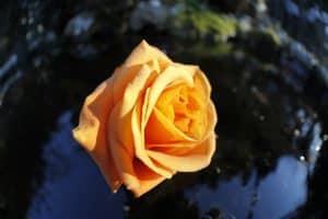 europ&auml;ischer_schamanismus_ausbildung_wien