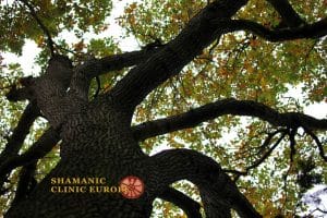 Eiche - Heilgarten des schamanischen Zentrum Wien